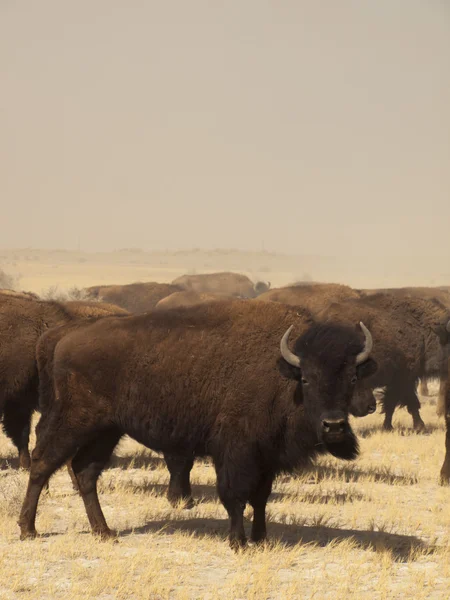 Fazenda Buffalo — Fotografia de Stock