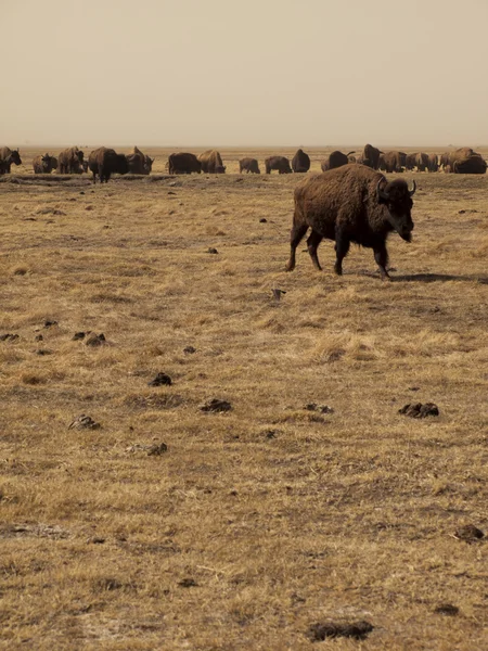 Ranch di bufalo — Foto Stock