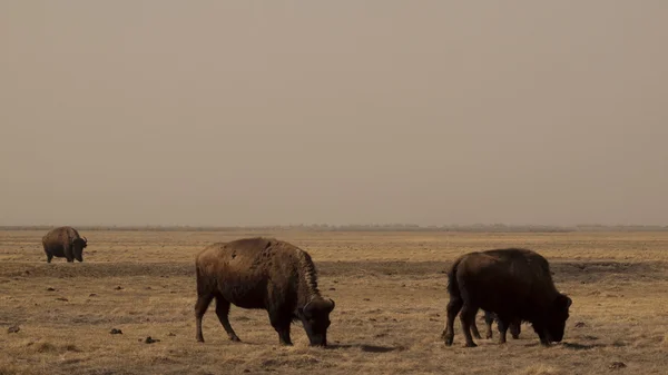 Buffalon tila — kuvapankkivalokuva