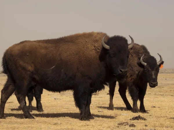 Buffalo Ranch — Stock Fotó