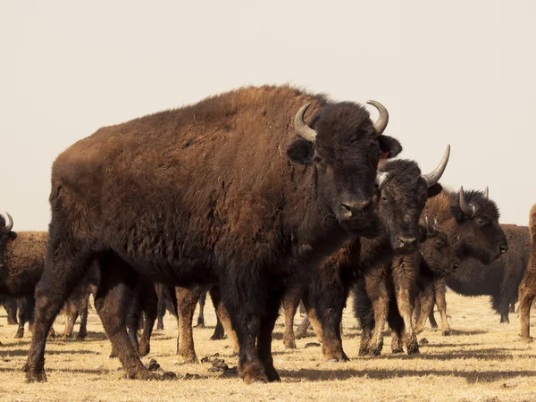 Ranch Buffalo — Photo