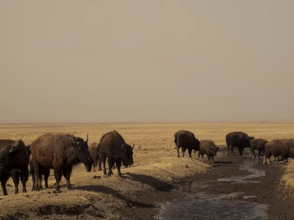 stock image Buffalo Ranch