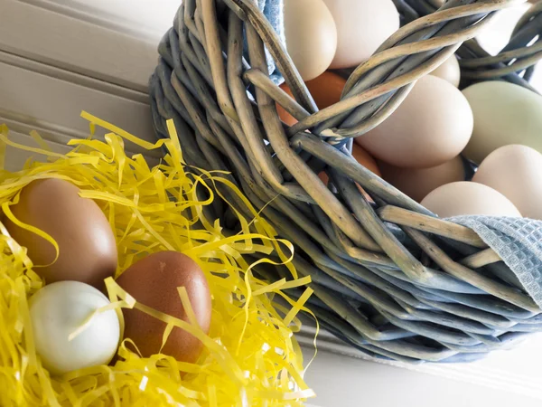 Stock image Eggs