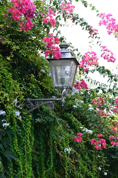 Lamppost flower — Stock Photo, Image