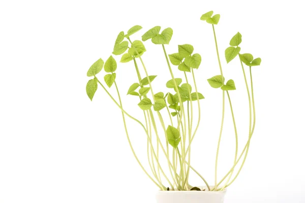 stock image Plant sprouts on white little pot