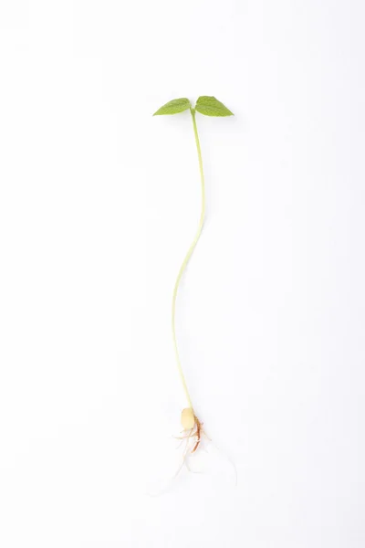 stock image Isolated young plant seedling with roots on white background