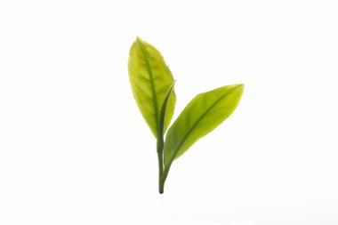 Close up fresh tea leaves on white background clipart