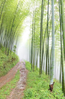 dağ bambu ormanında sessiz yol yol