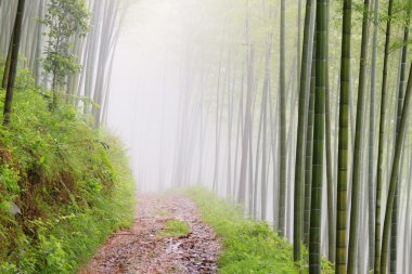 dağ bambu ormanında sessiz yol yol