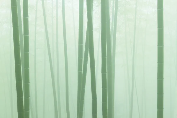 stock image Asian bamboo forest with morning fog weather