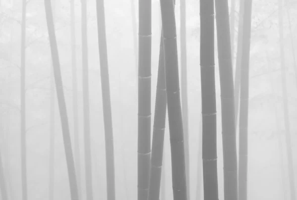 Asian bamboo forest with morning fog weather — Stock Photo, Image