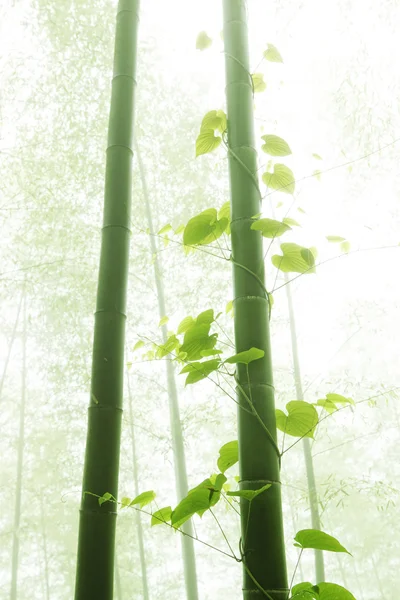 Bambú y vid con niebla matutina — Foto de Stock
