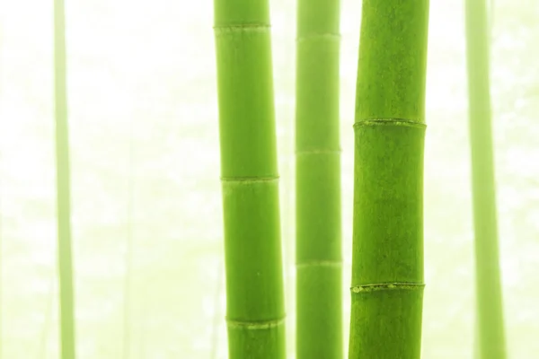 亚洲竹林，晨雾天气 — 图库照片