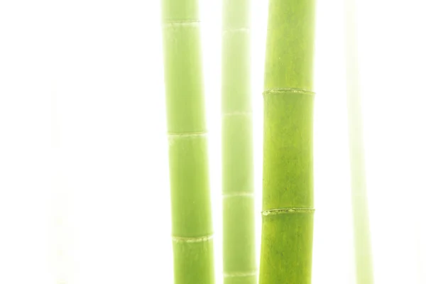 Forêt de bambous asiatique avec matin temps de brouillard — Photo