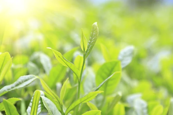 Brote de té verde de cerca y hojas en plantaciones de té —  Fotos de Stock