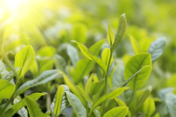Brote de té verde de cerca y hojas en plantaciones de té —  Fotos de Stock