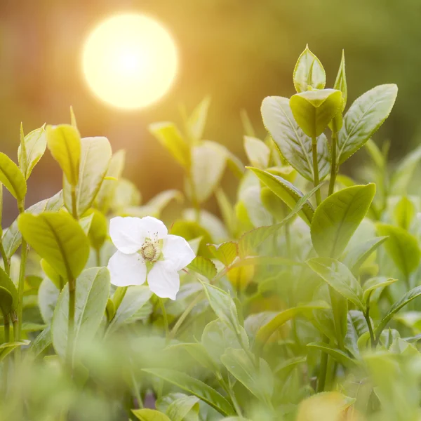 特写茶芽和叶片的茶叶种植园在阳光下 — 图库照片