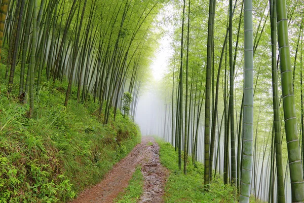 stock image Quiet road road in the bamboo forest in the mountains