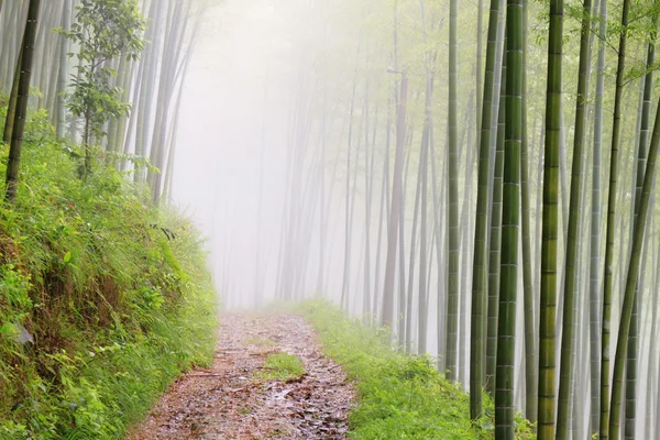 stock image Quiet road road in the bamboo forest in the mountains