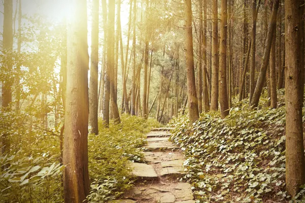 Hegyi ösvényen, a fenyves erdő — Stock Fotó