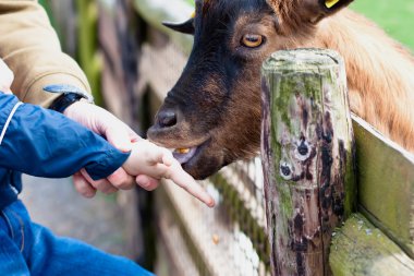 Child feeds goat at zoo clipart