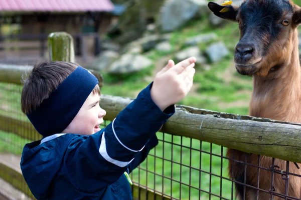 Niño de 3 años alimentando a una cabra Imagen de stock