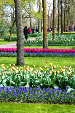 Keukenhof bahçeleri. Amsterdam