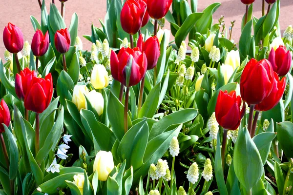 Цветы в клумбе. тюльпаны — стоковое фото