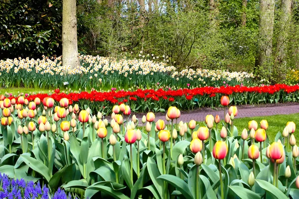 Flores de Keukenhof. Países Baixos Imagens De Bancos De Imagens