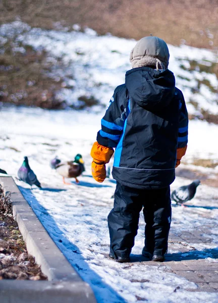Menino caminha no parque e assistindo os pássaros — Fotografia de Stock
