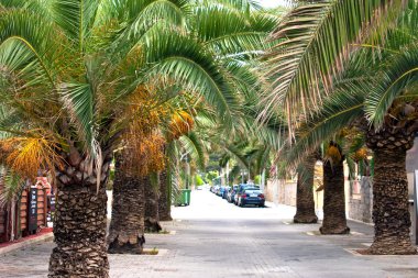 yol ve palmiye ağaçları. Balear Adaları. Mayorka