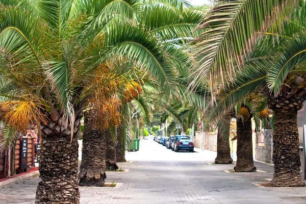 Road and palm trees. Balearic Islands. Majorca — Stock Photo, Image