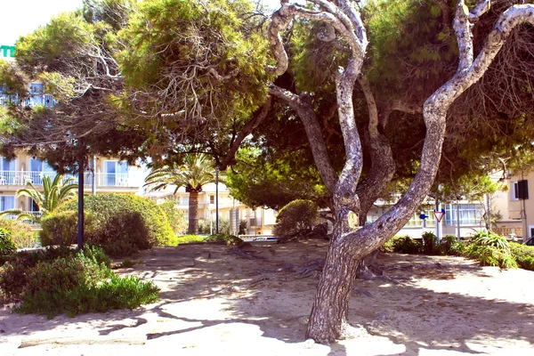 Tree. Majorca — Stock Photo, Image