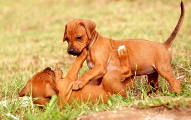 Playing Rhodesian Ridgeback puppies clipart