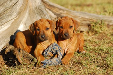 Cute little Rhodesian Ridgeback puppies clipart