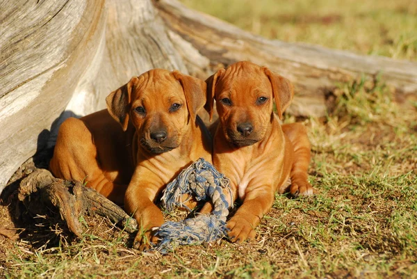 Lindo poco Rhodesian Ridgeback cachorros —  Fotos de Stock