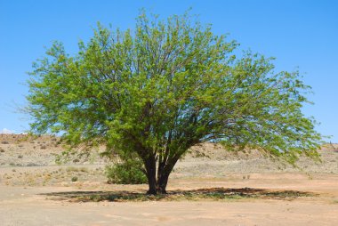 Mesquite tree (Prosopis pubescens) clipart
