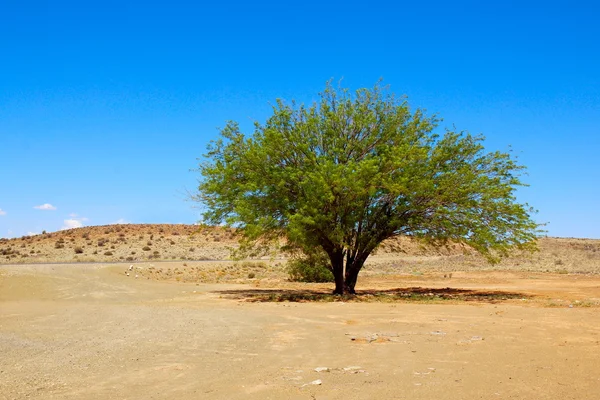 stock image Tree in desert