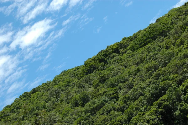 stock image Rain forest