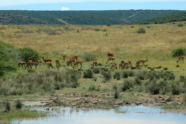 Afrikai természetvédelmi táj — Stock Fotó