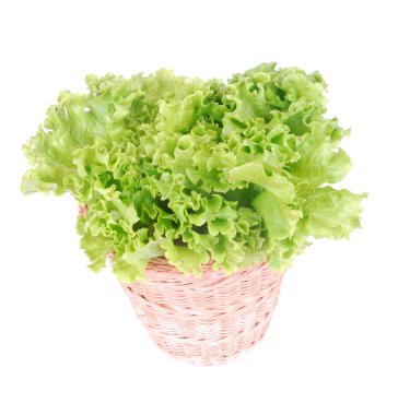 Batavia lettuce clipart