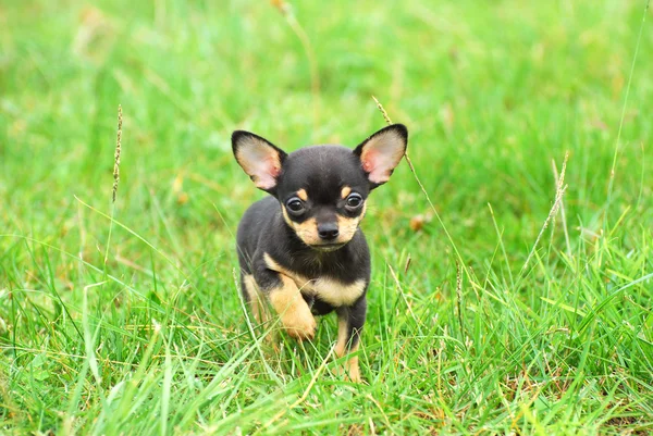 Chihuahua köpek yavrusu — Stok fotoğraf
