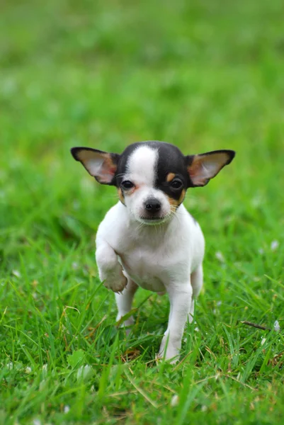 Cachorro cão chihuahua — Fotografia de Stock