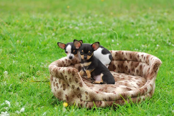 Chihuahua cachorros cão — Fotografia de Stock