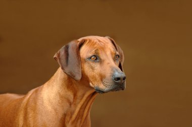 Rhodesian Ridgeback hound dog clipart