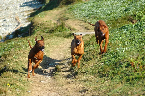 Hunde laufen zusammen — Stockfoto