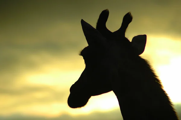 Giraffe silhouet — Stockfoto