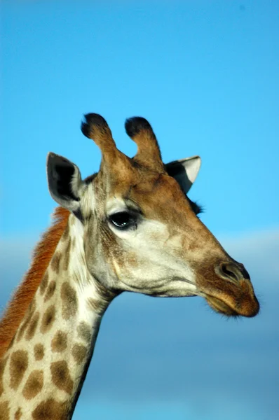 Ritratto testa giraffa — Foto Stock