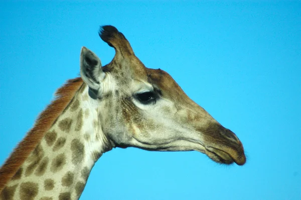 Žirafí hlavy portrét — Stock fotografie