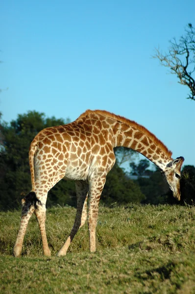Giraffe naar beneden te kijken — Stockfoto